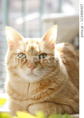 猫ちゃん親子の日常風景 123466487
