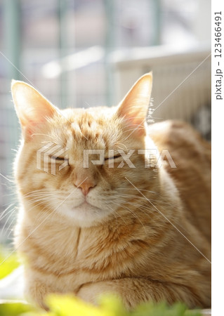 猫ちゃん親子の日常風景 123466491