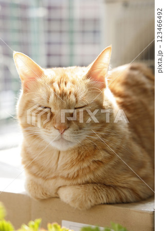 猫ちゃん親子の日常風景 123466492