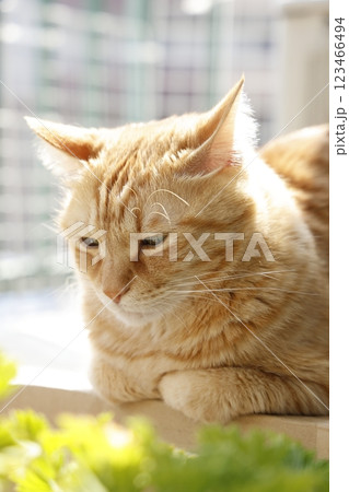 猫ちゃん親子の日常風景 猫ちゃん親子の日常風景 123466494