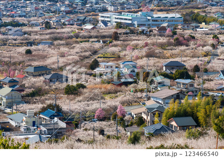 梅が咲き誇る曽我の町並み 田島峠からの眺望 梅が咲き誇る曽我の町並み 田島峠からの眺望 123466540
