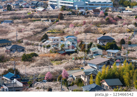 梅が咲き誇る曽我の町並み　田島峠からの眺望 123466542