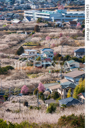 梅が咲き誇る曽我の町並み　田島峠からの眺望 123466543