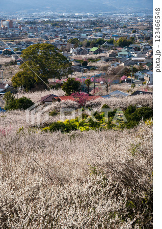梅が咲き誇る曽我の町並み　田島峠からの眺望 123466548