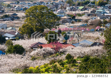 梅が咲き誇る曽我の町並み　田島峠からの眺望 123466552