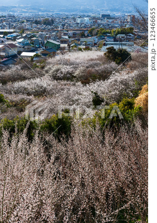 梅が咲き誇る曽我の町並み 田島峠からの眺望 梅が咲き誇る曽我の町並み 田島峠からの眺望 123466655