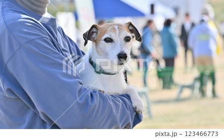 愛犬を抱っこ散歩する飼い主の男性　ジャックラッセルテリア 123466773