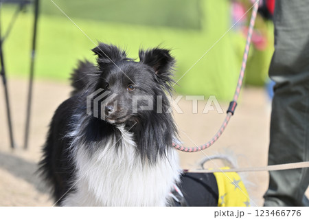 シェルティの散歩をする飼い主 123466776