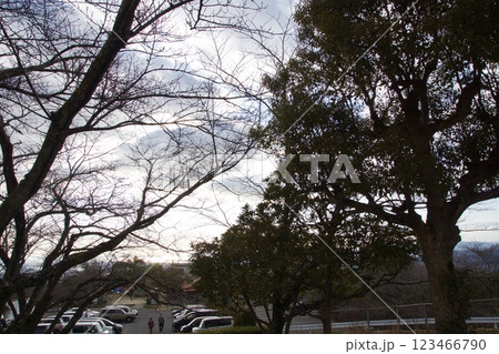 種松山公園西園地 ロウバイの季節 冬 種松山公園西園地 ロウバイの季節 冬 123466790