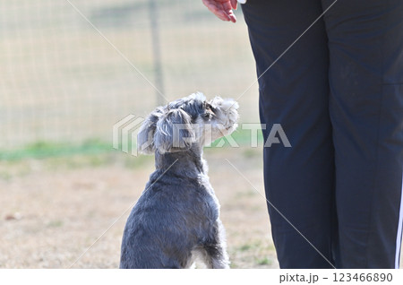 愛犬と散歩する飼い主 ミニチュアシュナウザー 愛犬と散歩する飼い主 ミニチュアシュナウザー 123466890