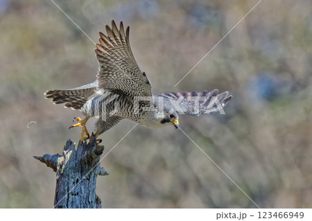 止まり木から飛び出すハヤブサ 止まり木から飛び出すハヤブサ 123466949