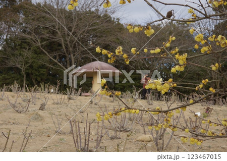 種松山公園西園地　ロウバイの季節　冬 123467015