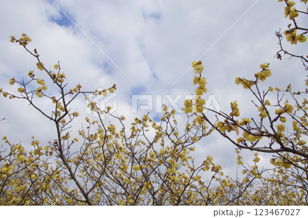種松山公園西園地　ロウバイの季節　冬 123467027