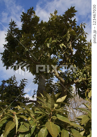 種松山公園西園地 ロウバイの季節 冬 種松山公園西園地 ロウバイの季節 冬 123467030