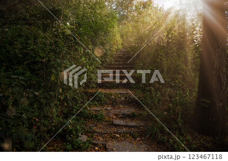 Stone steps with soft sunset light among lush greenery. Staircase among the greenery. Stone steps with soft sunset light among lush greenery. Staircase among the greenery. 123467118