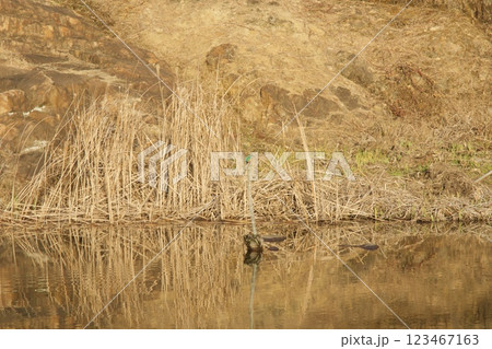 種松山公園西園地　修景池　カワセミの池 123467163