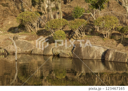 種松山公園西園地 修景池 カワセミの池 種松山公園西園地 修景池 カワセミの池 123467165