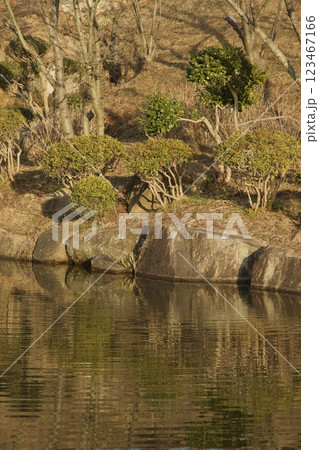 種松山公園西園地　修景池　カワセミの池 123467166