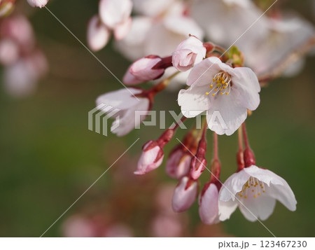 咲き始めの桜　ソメイヨシノ 123467230