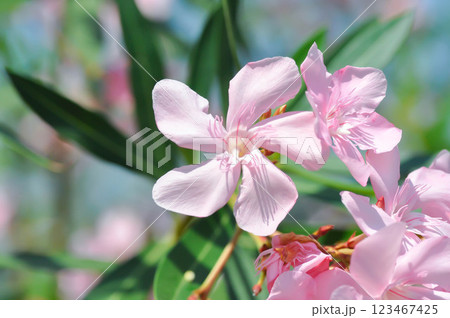 Oleander, Rose Bay or Sweet Oleander or apocynaceae or Nerium oleander L or pink flower Oleander, Rose Bay or Sweet Oleander or apocynaceae or Nerium oleander L or pink flower 123467425