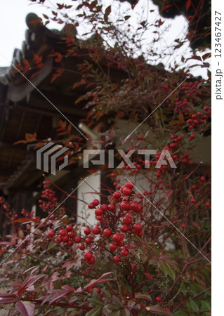 吉備津駅から吉備津神社 赤い実 吉備津駅から吉備津神社 赤い実 123467427