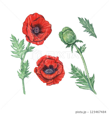 A set of watercolor red poppies on a white background. Illustration of red spring flowers. Botanical drawing of wildflowers. Garden and wild plants. Suitable for flower shops, weddings, parcels. 123467484