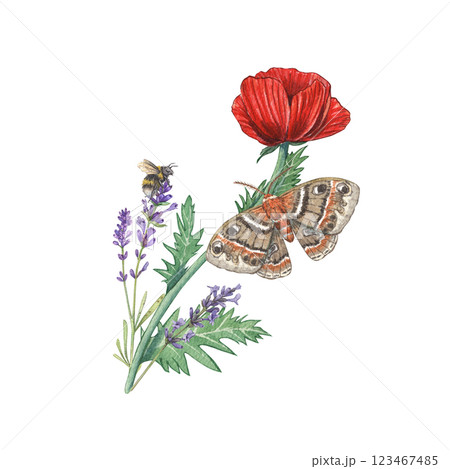Watercolor red poppy with lavender, moth and bumblebee branches. Illustration of botanical plants and insects. Composition with meadow Provencal herbs. Suitable for postcards, flower shop, design. 123467485