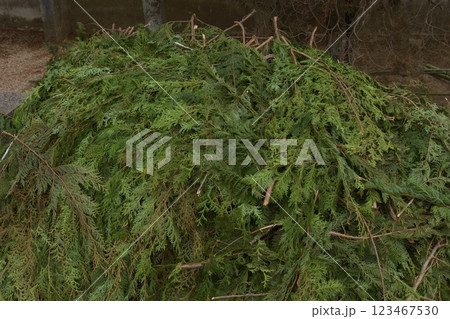 吉備津　宇賀神社　普賢院　剪定された杉の葉 123467530