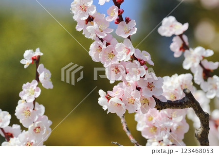 梅の花(薄色縮緬) 梅の花(薄色縮緬) 123468053