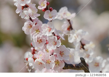 梅の花（薄色縮緬） 123468056