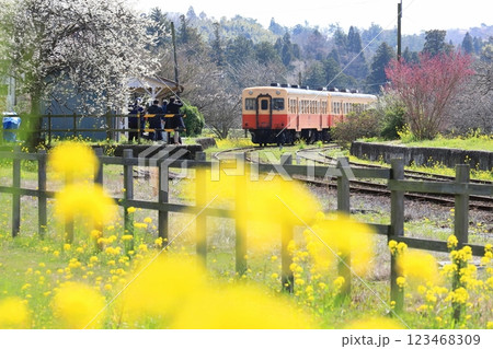 小湊鐵道「春爛漫・菜の花と桜咲く上総鶴舞駅」 123468309