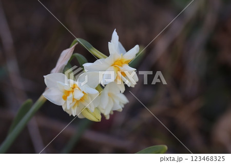 冬の庭に咲く八重咲きのフサザキスイセンの花 123468325
