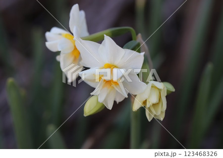冬の庭に咲く八重咲きのフサザキスイセンの花 123468326