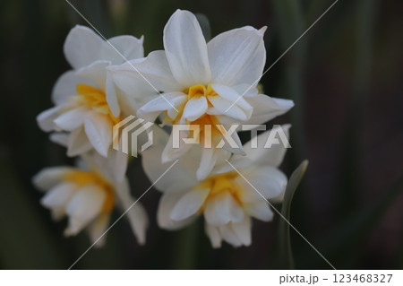 冬の庭に咲く八重咲きのフサザキスイセンの花 123468327