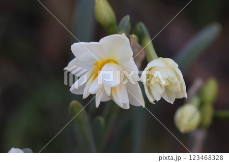 冬の庭に咲く八重咲きのフサザキスイセンの花 123468328