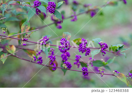 Beautiful Callicarpa bodinieri, or Bodinier's beautyberry, is a species of flowering plant in the genus Callicarpa of the family Lamiaceae. Close up. Beautiful Callicarpa bodinieri, or Bodinier's beautyberry, is a species of flowering plant in the genus Callicarpa of the family Lamiaceae. Close up. 123468388