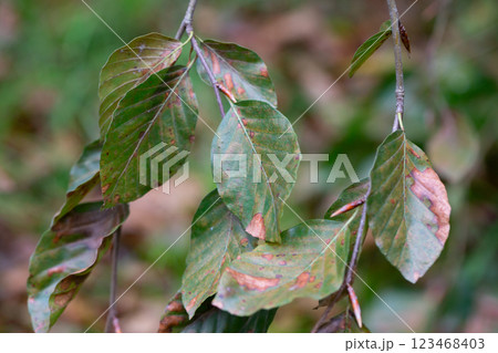 autumn leaves of Fagus sylvatica Pendula close-up. Beech forest, form purple drooping, branches with leaves 123468403