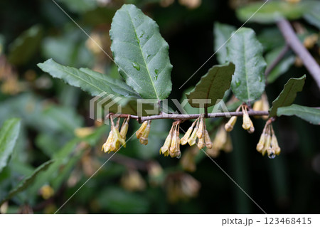 Elaeagnus pungens is a shade-tolerant, drought-tolerant plant. It is used in decorative and garden construction. Small white flowers Elaeagnus pungens is a shade-tolerant, drought-tolerant plant. It is used in decorative and garden construction. Small white flowers 123468415