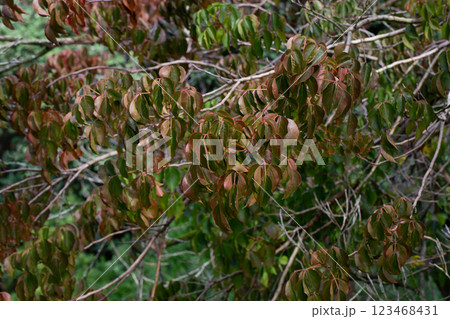 close-up of Bischofia javanica blume leaves close-up of Bischofia javanica blume leaves 123468431