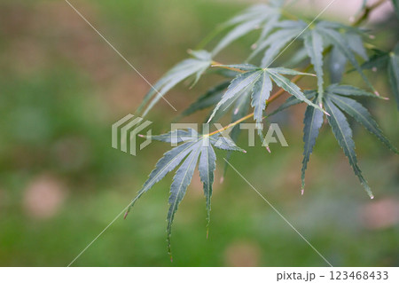 Close-up of green Leaves of Japanese maple (Acer Palmatum, Acer palmatum Thunb. cv. Dissectum ) 123468433