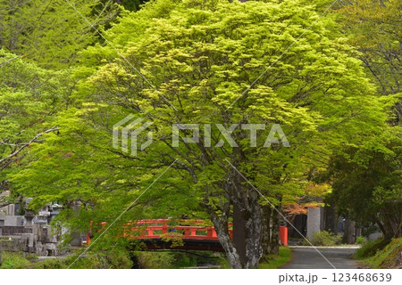高野山 新緑と平和橋 高野山 新緑と平和橋 123468639