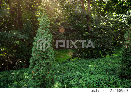 Greenery in forest or park with sun lights. Forest with dense greenery tall trees. Greenery in forest or park with sun lights. Forest with dense greenery tall trees. 123468939