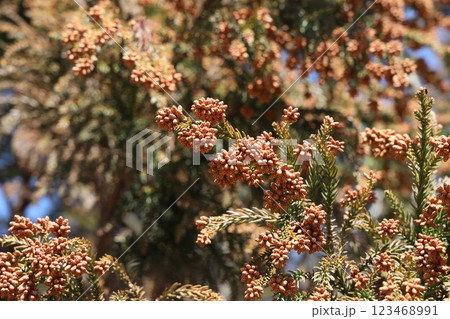 スギ花粉 スギ花粉 123468991