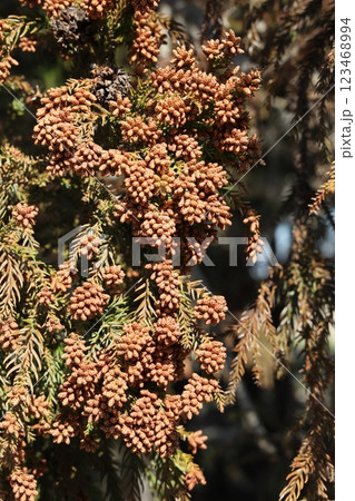 スギ花粉 123468994