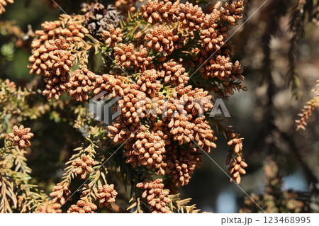 スギ花粉 123468995