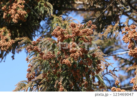 スギ花粉 スギ花粉 123469047