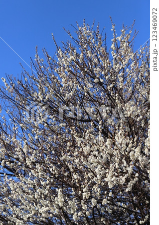 冬の公園に咲く白い梅の花 123469072