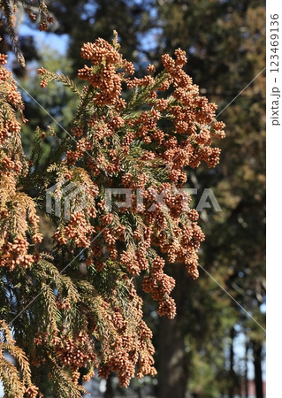 スギ花粉 スギ花粉 123469136