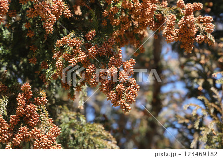 スギ花粉 123469182