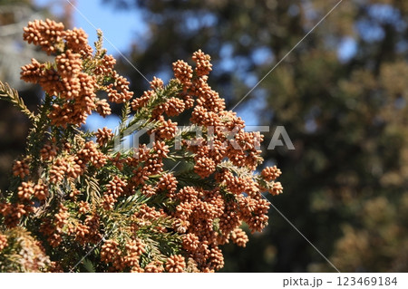 スギ花粉 123469184